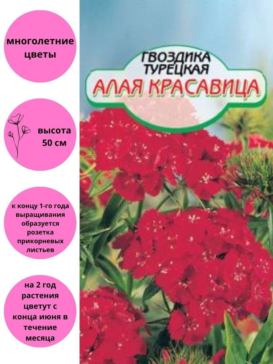 Песня гвоздики. Гвоздика турецкая алая. Алые гвоздика турецкая. Гвоздика алая красавица. Семена гвоздика турецкая алая красавица поиск.