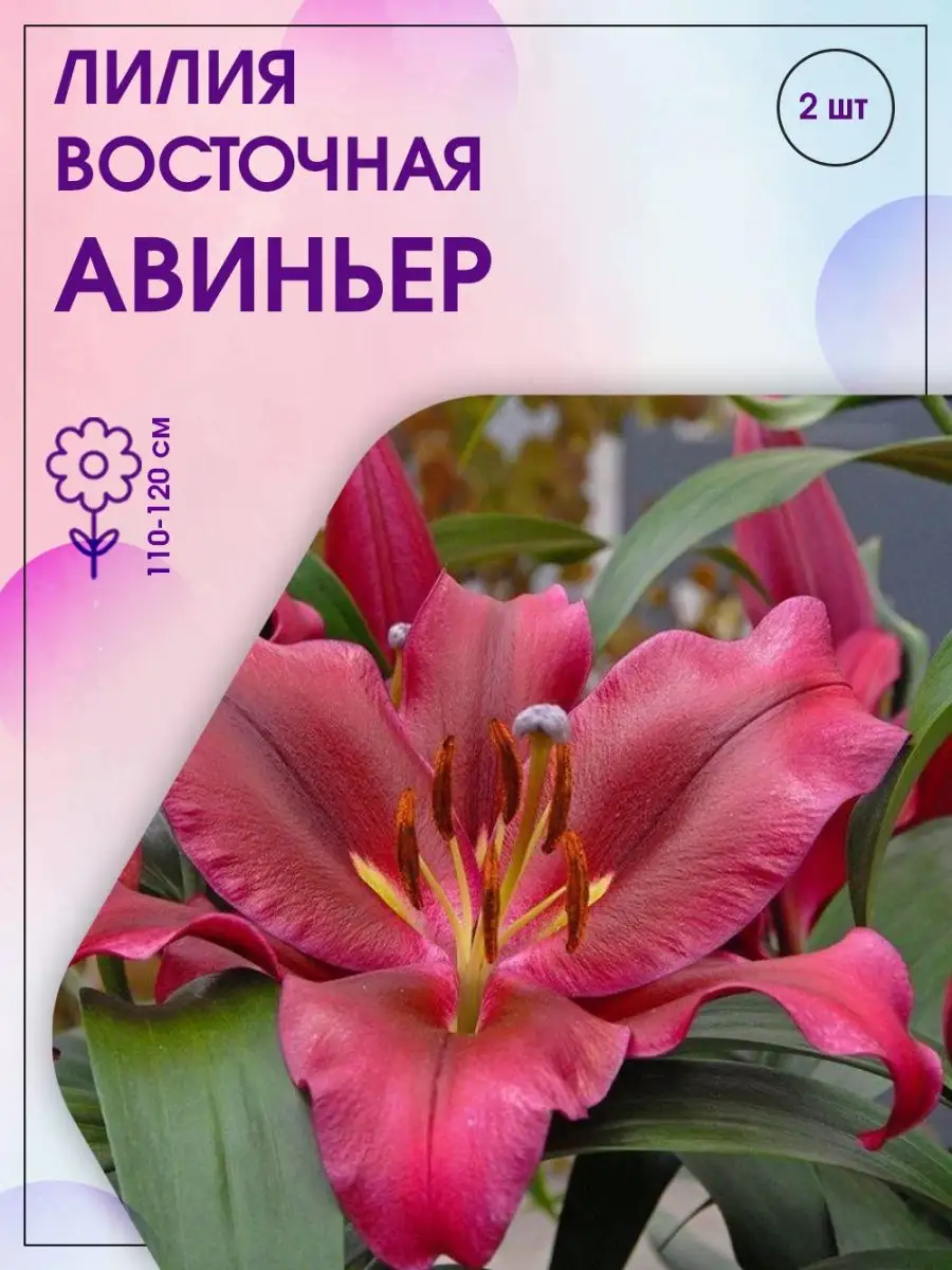 Лилия восточная Авиньер, 2 шт Агрохолдинг Поиск 118173246 купить в  интернет-магазине Wildberries