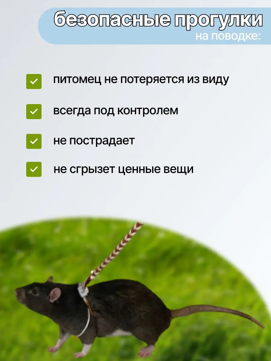 Шлейка и поводок для крысы: применение, назначение