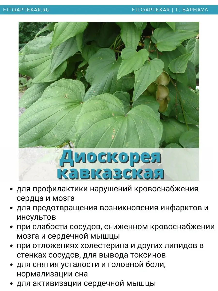 Диоскорея кавказская, настойка 250 мл ФИТО-АПТЕКАРЬ 119458598 купить за 951  ₽ в интернет-магазине Wildberries