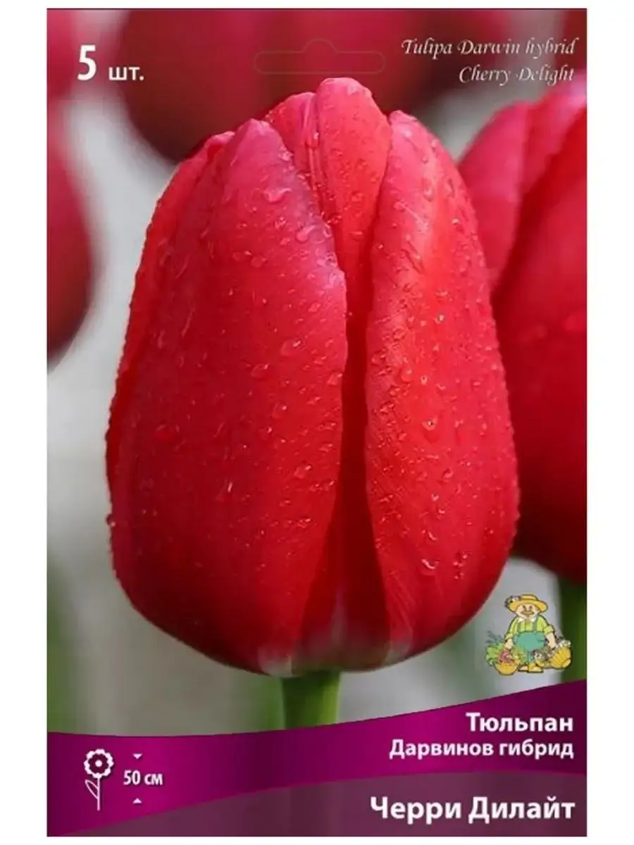 Тюльпаны Томск Купить