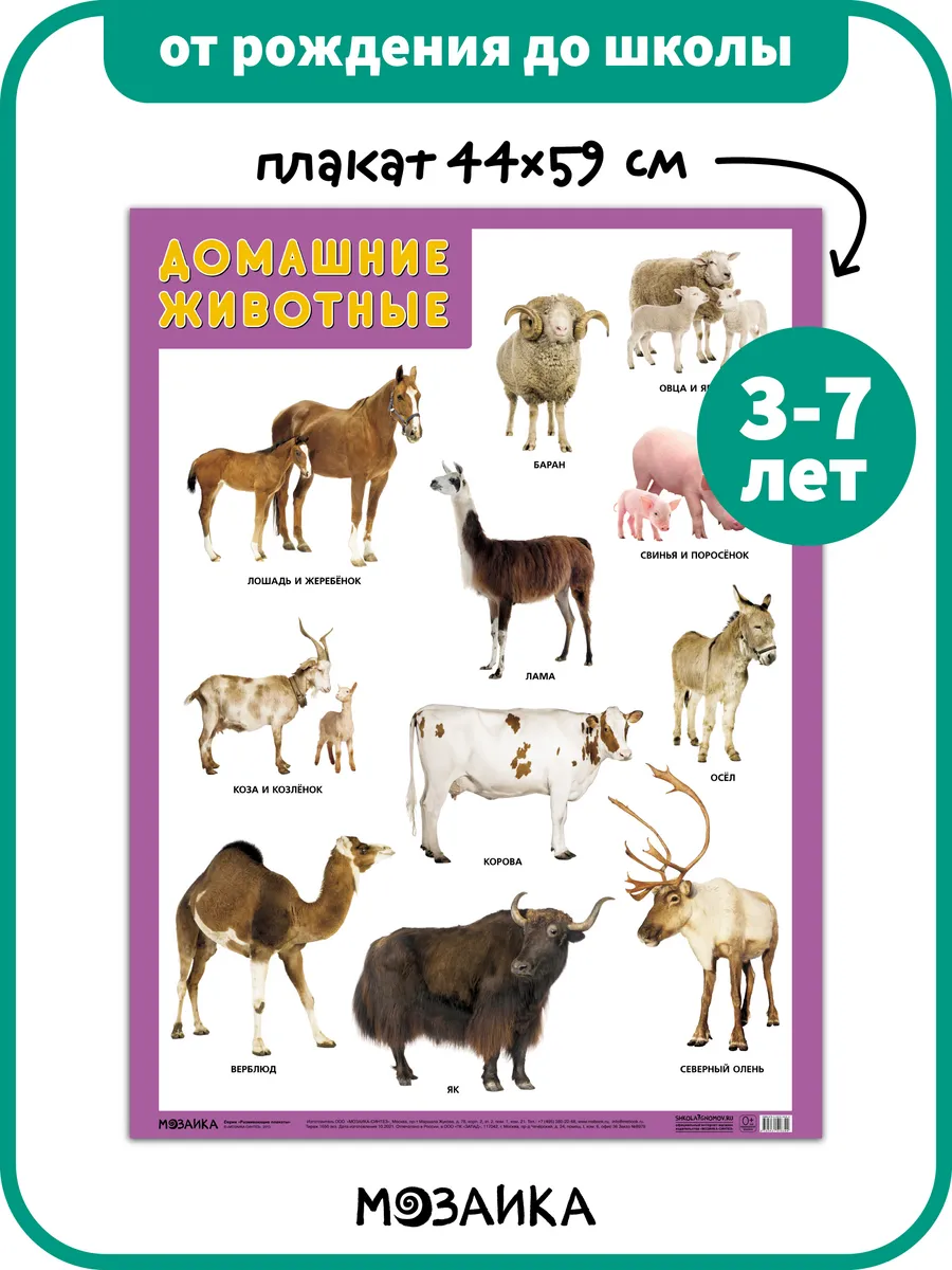 Развивающий плакат на стену для детей, домашние животные 3+