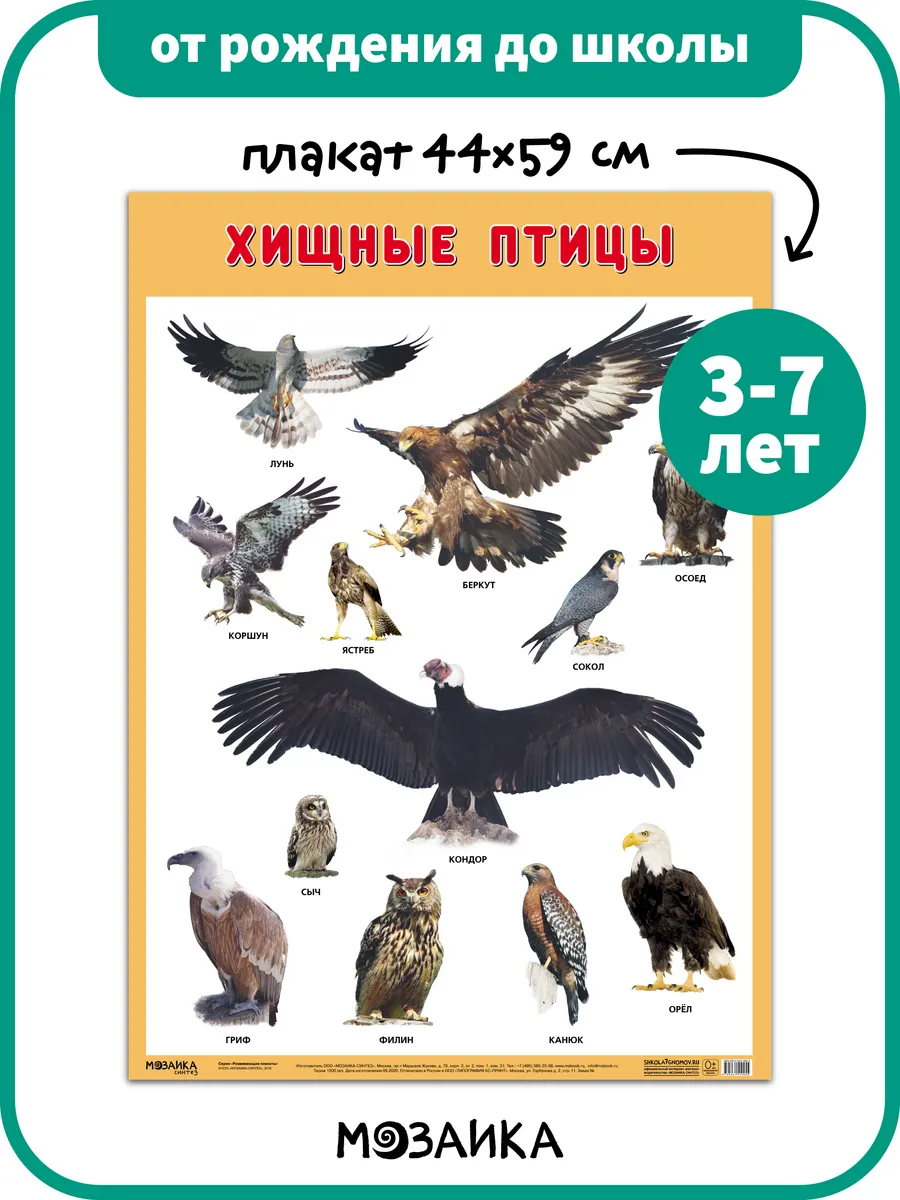 Развивающий плакат на стену для детей, птицы 3+