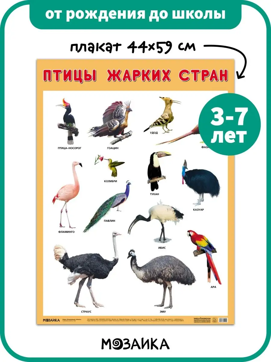 Развивающий плакат на стену для детей, птицы жарких стран 3+