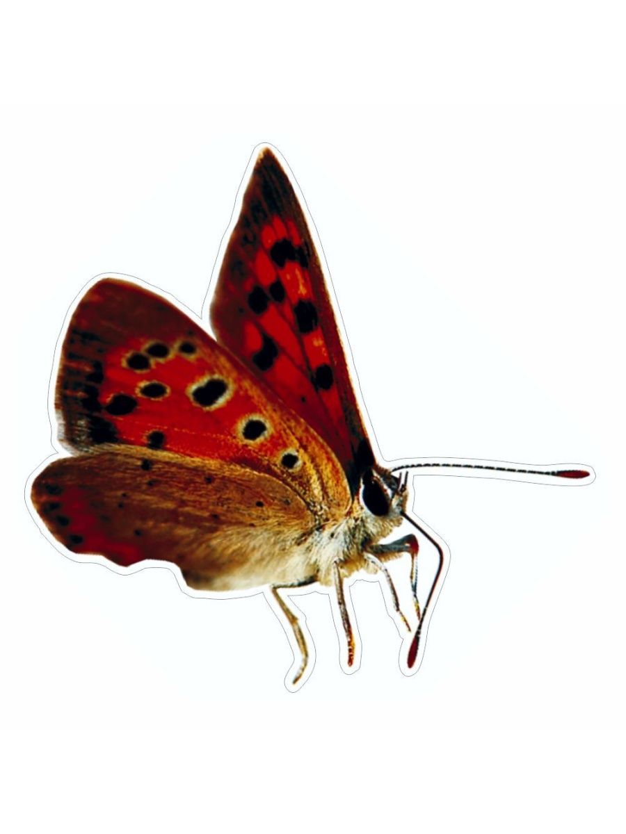 Сложенные крылья бабочки. Бабочка сложила Крылья. Бабочка со сложенными крыльями. Наклейки "бабочки".