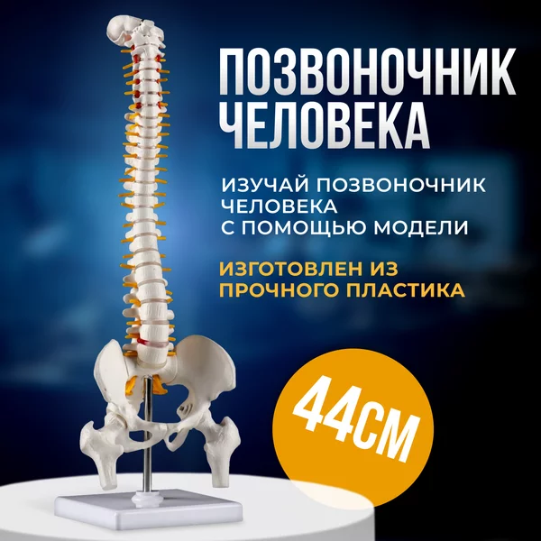 Макет Позвоночник человека
