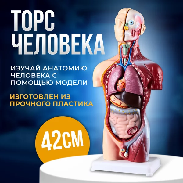 Анатомическая модель
