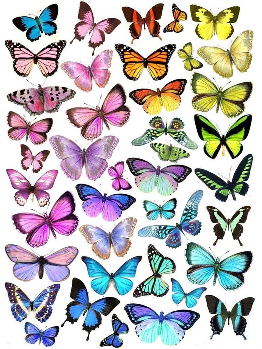 Распечатать цветной. Разноцветные бабочки. Бабочки цветные. Красивые разноцветные бабочки. Бабочки фотопечать.