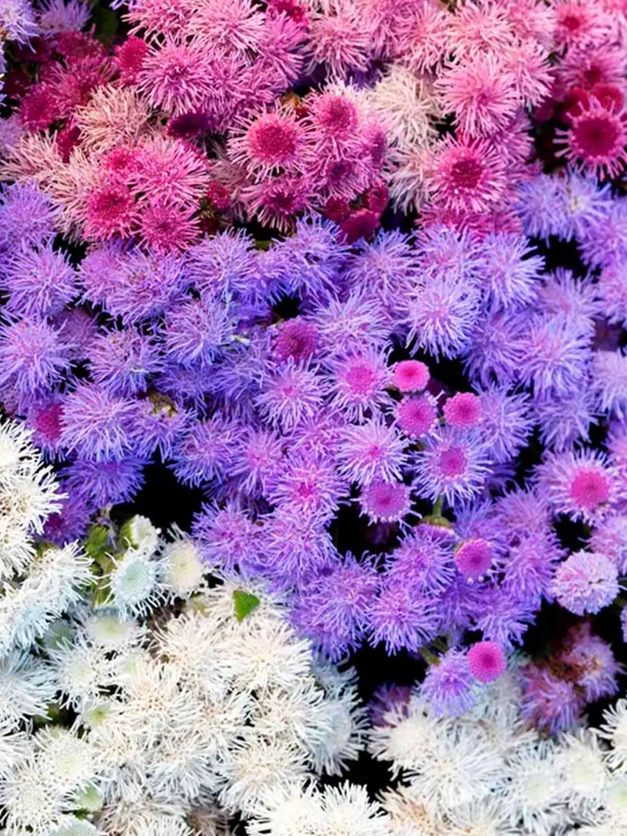 Семко Семена Цветов Агератум для цветников групповой посадки