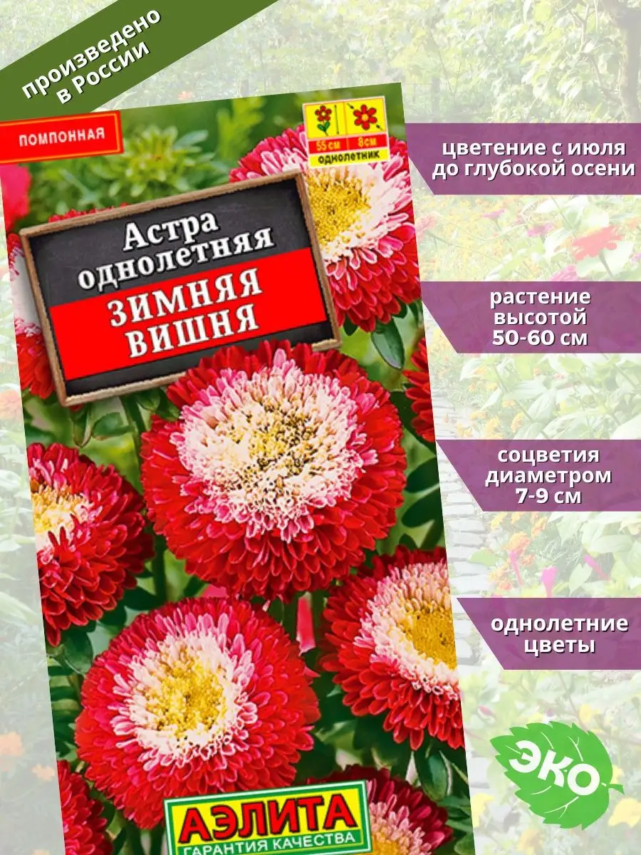 Астра Зимняя вишня помпонная Агрофирма Аэлита 122486616 купить за 118 ₽ в  интернет-магазине Wildberries