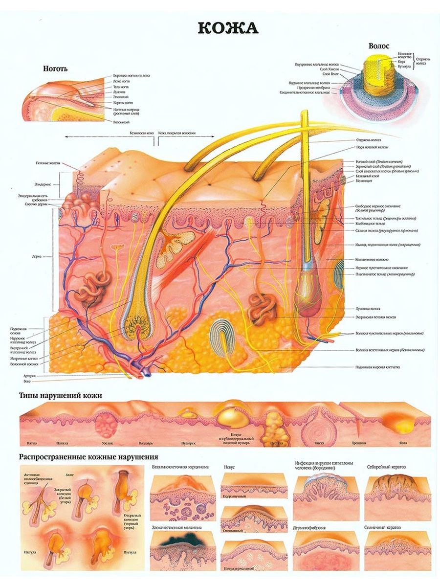 Строение кожи человека Дерматовенерология