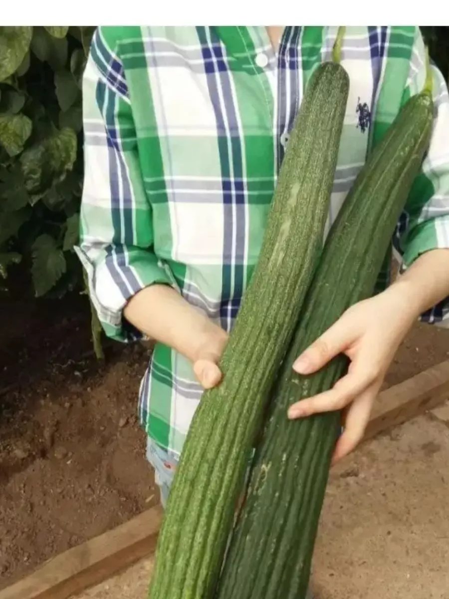 Семена Армянский огурец Богатырь зелёный