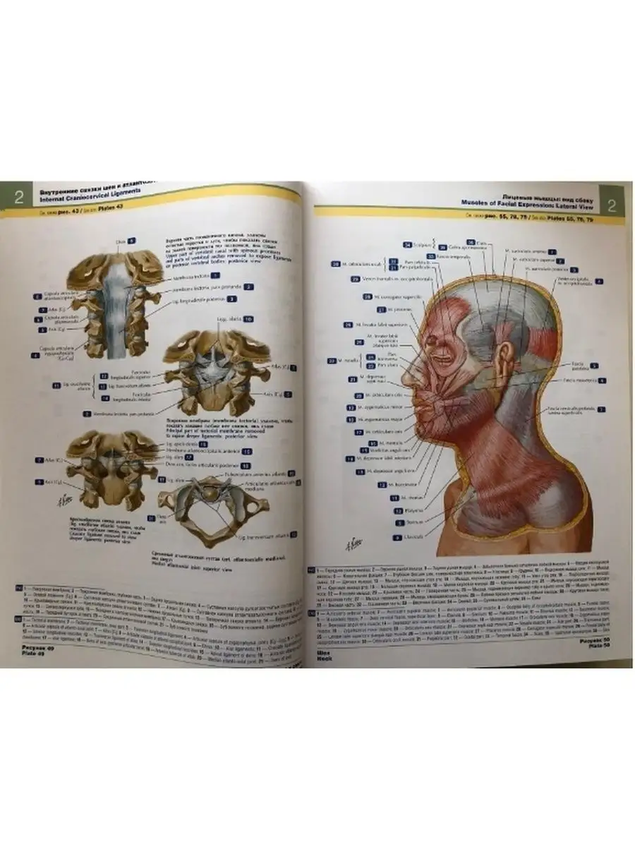 Атлас анатомии человека. 7-е изд. Неттер ГЭОТАР-Медиа 124444536 купить в  интернет-магазине Wildberries