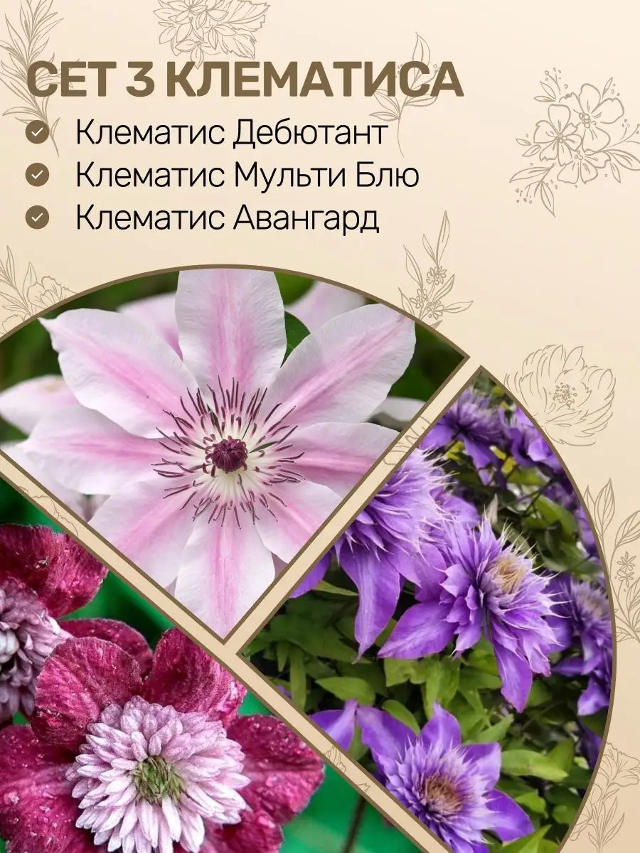 Саженцы Клематисов Посадика 124712514 купить в интернет-магазине Wildberries