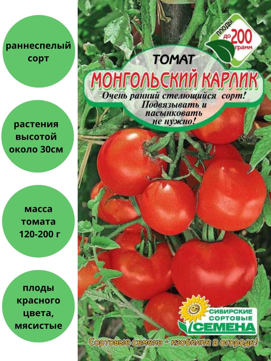 Монгол карлик