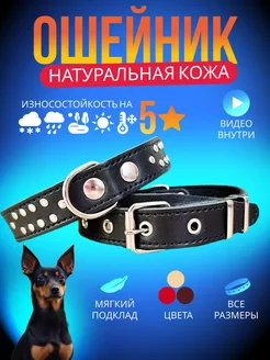 Ошейник для собак натуральная кожа широкий YourPetStore 125245807 купить за 559 ₽ в интернет-магазине Wildberries