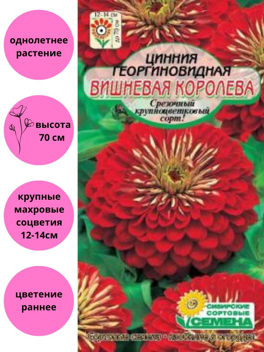 Циния Вишневая Королева. Цинния георгиновидная Вишневая Королева. Циния георгиновидная сорта. Семена цв Цинния изящная Вишневая Королева 0.3гр/10000x10 к.