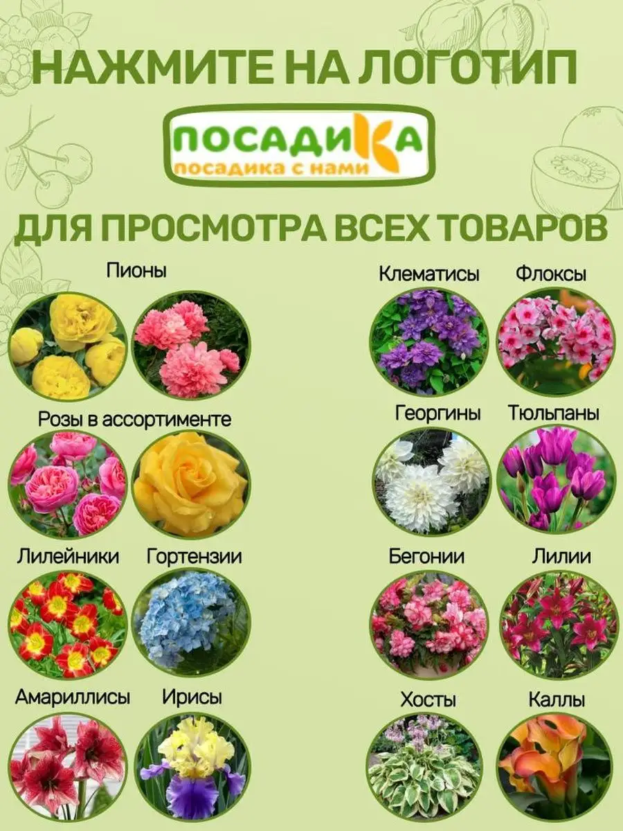 Купить Пионы Саженцы В Интернет Магазине Посадика