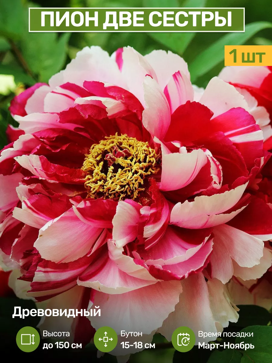 Купить Пионы Саженцы В Интернет Магазине Посадика