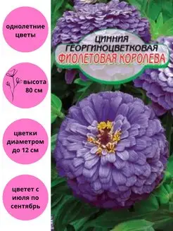 Цинния Фиолетовая королева Сибирские сортовые семена 126729113 купить за 111 ₽ в интернет-магазине Wildberries