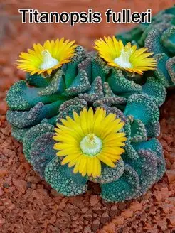 Titanopsis (набор для выращивания суккулентов) Стильные горшочки 126937571 купить за 357 ₽ в интернет-магазине Wildberries