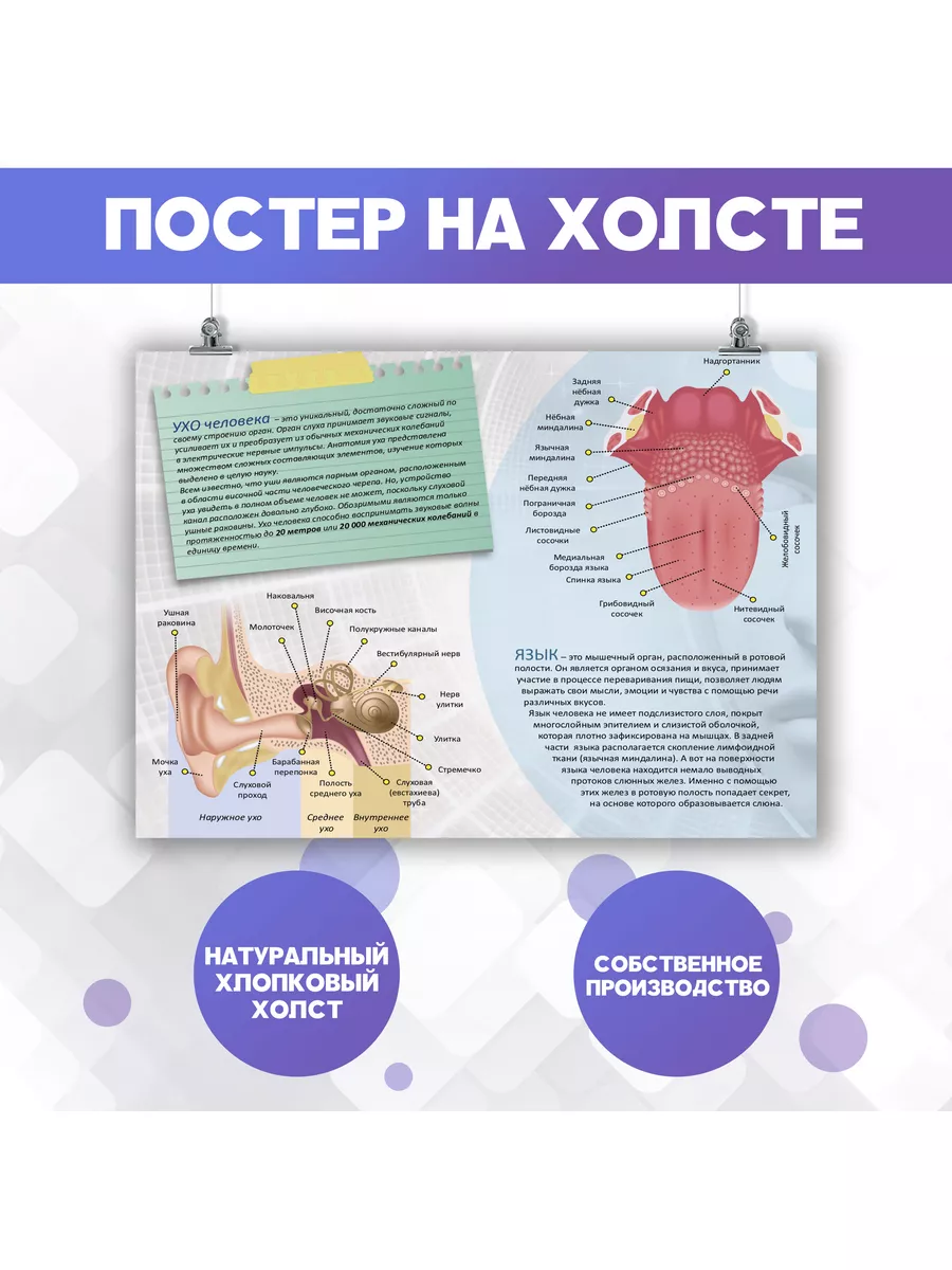 Язык как зеркало здоровья ЖКТ и при других болезнях - ЕМЦ