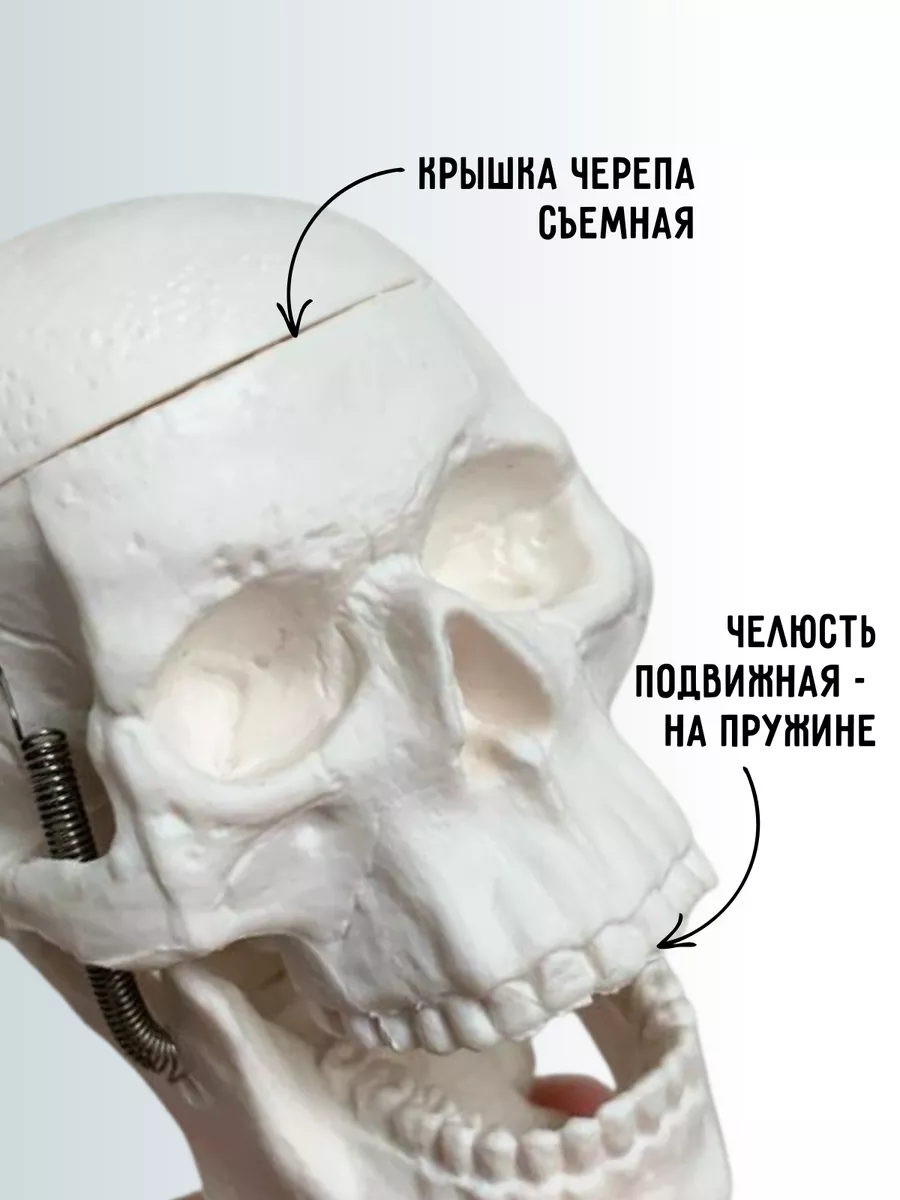 Макет скелет человека учебный анатомический ВСЕГДА В ТРЕНДЕ 127241293  купить в интернет-магазине Wildberries