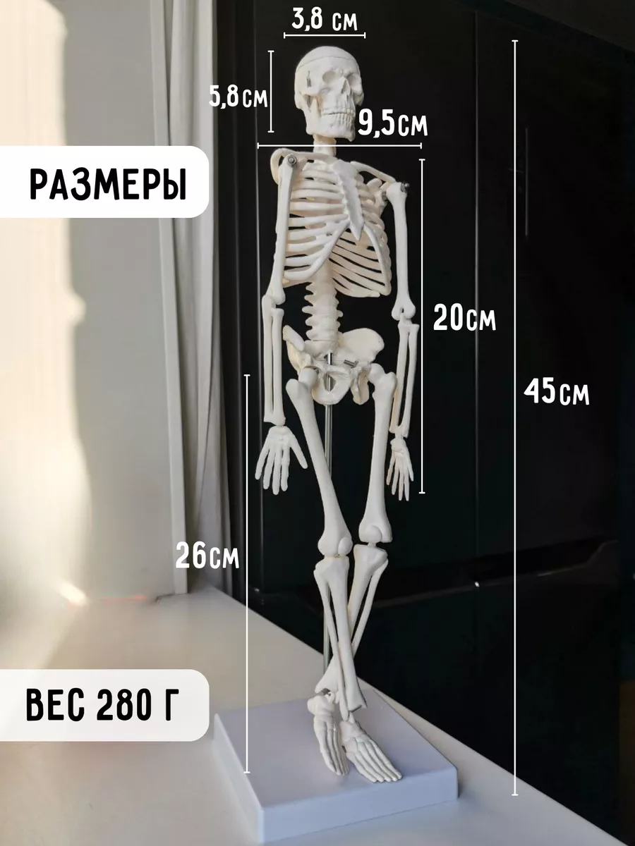 Макет скелет человека учебный анатомический ВСЕГДА В ТРЕНДЕ 127241293  купить в интернет-магазине Wildberries