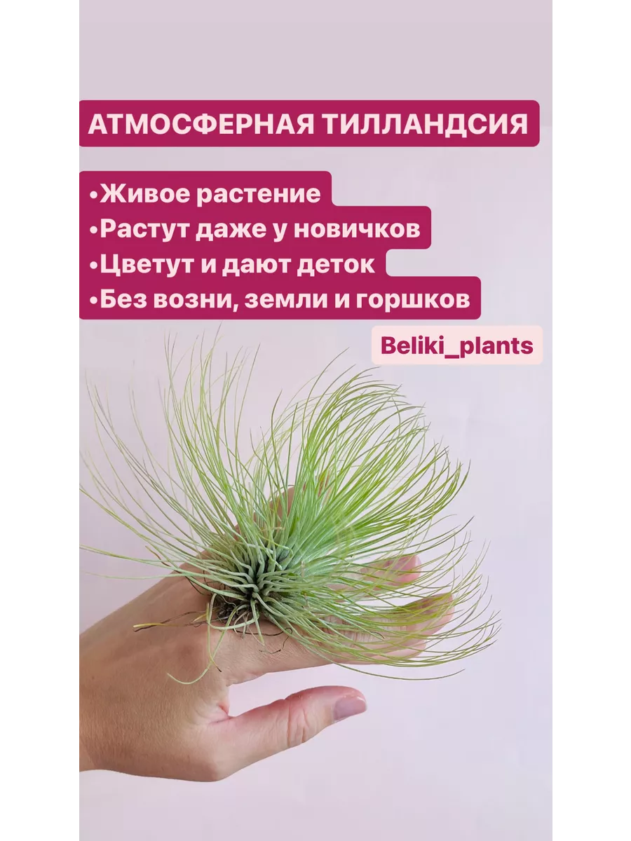 Тилландсия Андреана атмосферное растение тилландсии Beliki_plants 128768998  купить в интернет-магазине Wildberries