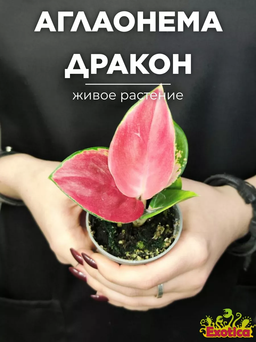 Аглаонема Красный Дракон (Aglaonema Red Dragon) D6см Exotica 129814852  купить за 1 128 ₽ в интернет-магазине Wildberries