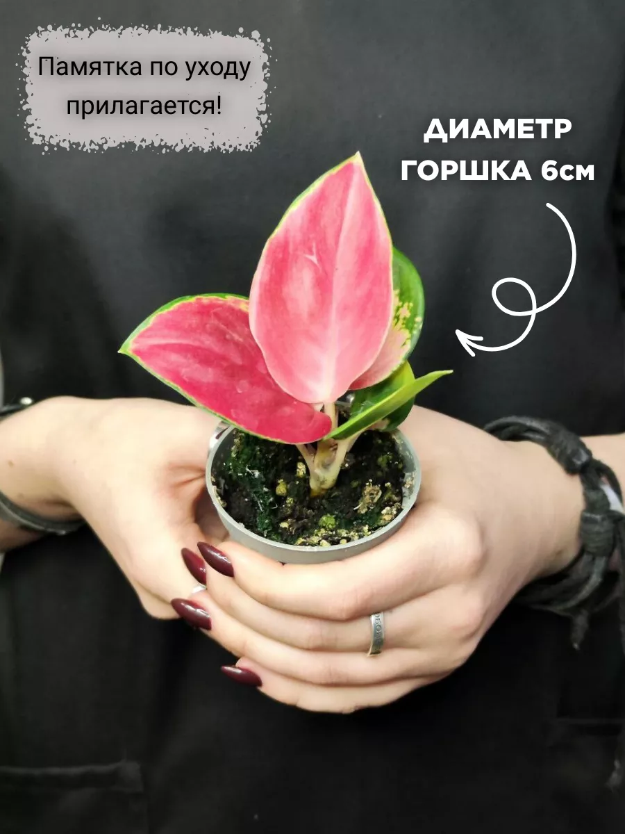 Аглаонема Красный Дракон (Aglaonema Red Dragon) D6см Exotica 129814852  купить за 1 128 ₽ в интернет-магазине Wildberries